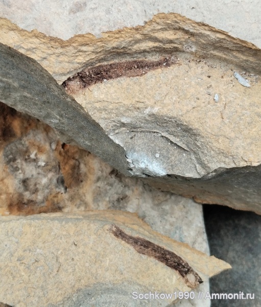 палеоген, рыбы, Костромская, Псефирь