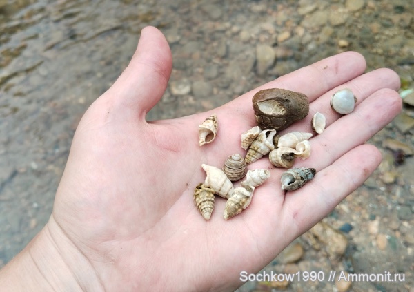 гастроподы, миоцен, двустворчатые моллюски, кайнозой, Gibbula, Cerithium, Чокрак, Костромская, Псефирь