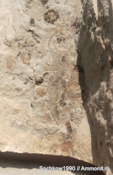 птицы, кайнозой, Мостовский район, Костромская, Псефирь, перо