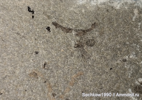 насекомые, членистоногие, кайнозой, Мостовский район, Костромская, Псефирь