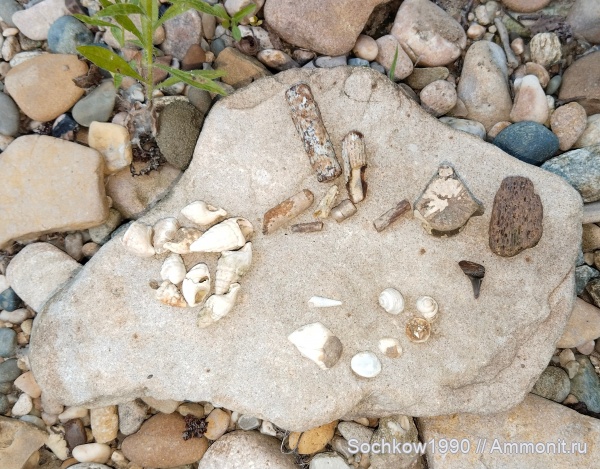 гастроподы, морские ежи, палеоген, рыбы, акулы, криноидеи, двустворчатые моллюски, морские млекопитающие, Костромская, Псефирь