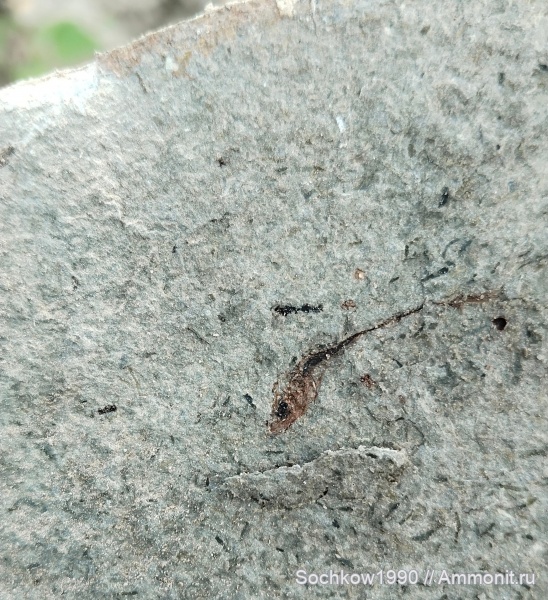 рыбы, кайнозой, Костромская, Псефирь, Мостовской район