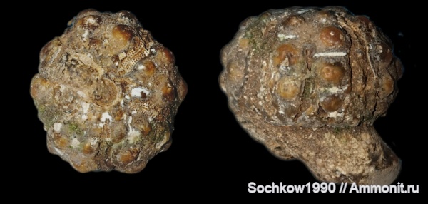 морские ежи, иглокожие, мезозой, беспозвоночные, Мостовский район, Костромская, Псефирь