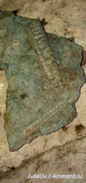 ордовик, Endoceras