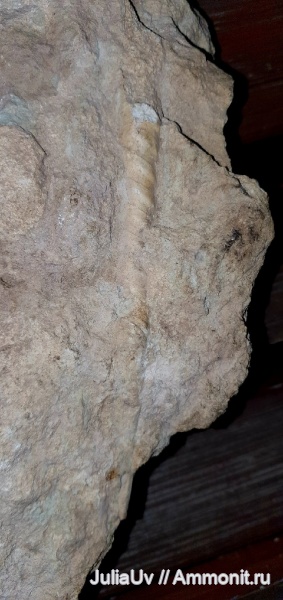 ордовик, эндоцерасы, Endoceras, сифон