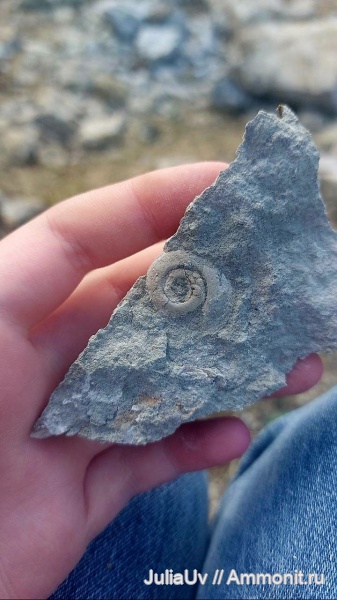 гастроподы, ордовик