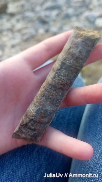 моллюски, ордовик