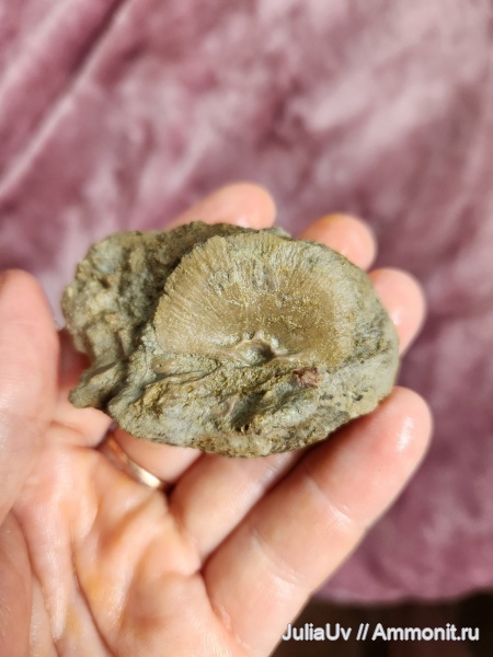 брахиоподы, ордовик