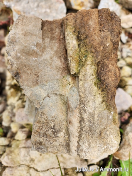 ордовик, эндоцерасы, Endoceras, сифон