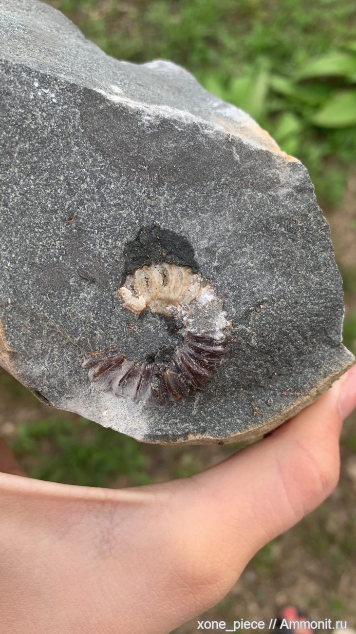 Приморский край находка улица горького. Город находка район южный. Южный район находка. Находка. Окаменелое дерево бинтау 381085.