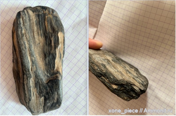 юра, Россия, растения, мезозой, окаменевшее дерево, Апшеронский район