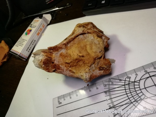 Крупный атлант на озере Зайсан