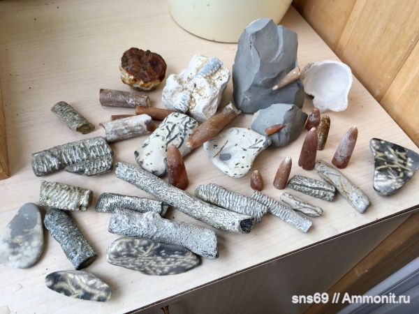 белемниты, ихнофоссилии, ходы ракообразных