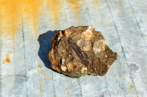 гастроподы, меловой период, альбский ярус, р. Курджипс