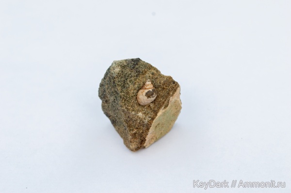 гастроподы, меловой период, альбский ярус, р. Курджипс