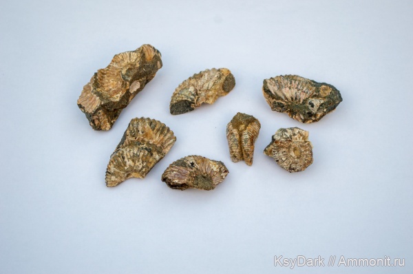 аммониты, меловой период, альбский ярус, р. Курджипс
