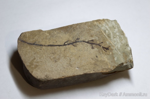 Трава - Ветки - Листья - Водоросли