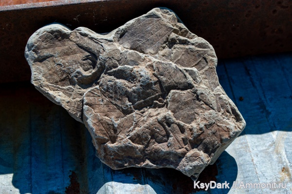 неоген, р. Пшеха, листья, Апшеронск