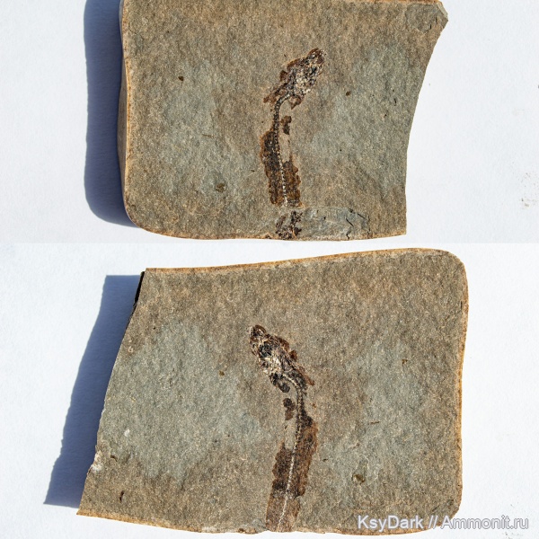 неоген, рыбы, р. Пшеха, Апшеронск, отпечатки рыб