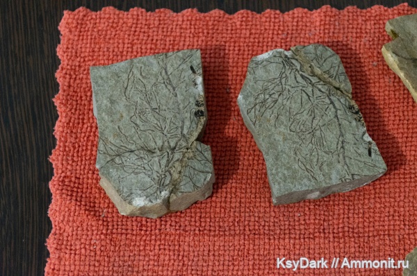 водоросли, отпечатки, р. Пшеха, Апшеронск