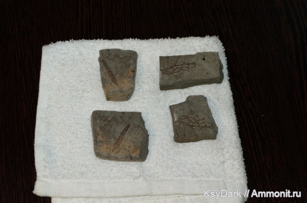 водоросли, отпечатки, р. Пшеха, Апшеронск