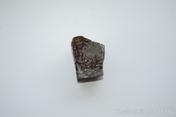 водоросли, отпечатки, р. Пшеха, Апшеронск