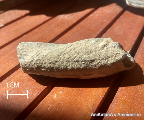 Это что за DINOBONE?