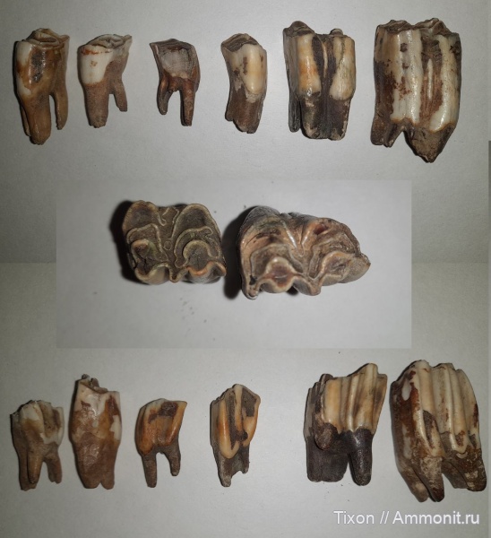 зубы, бизоны, Омск, Иртыш