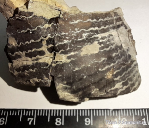 мел, титон, Краснодарский край, Горячий Ключ, р. Псекупс, Чепси