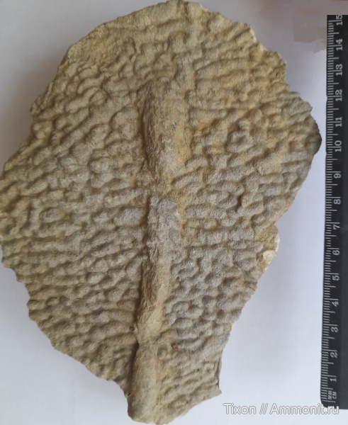 мел, ихнофоссилии, илоеды, Краснодарский край, Горячий Ключ, р. Псекупс