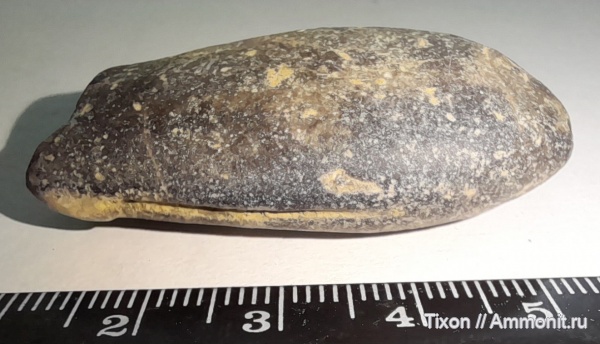 белемниты, мел, Краснодарский край, Горячий Ключ, р. Псекупс