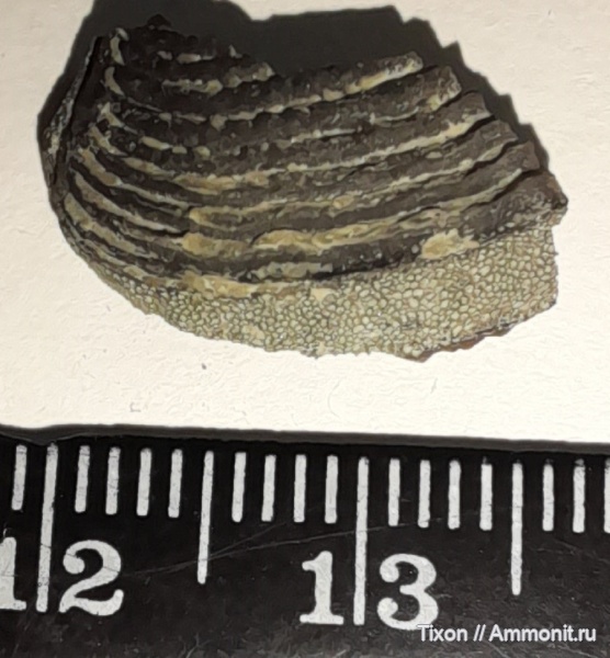 аптихи, титон, Краснодарский край, Горячий Ключ, р. Псекупс, Чепси