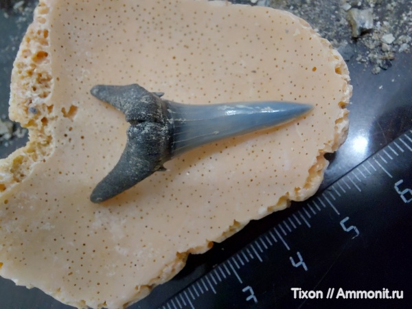 палеоген, акулы, Striatolamia, Striatolamia macrota, Краснодарский край