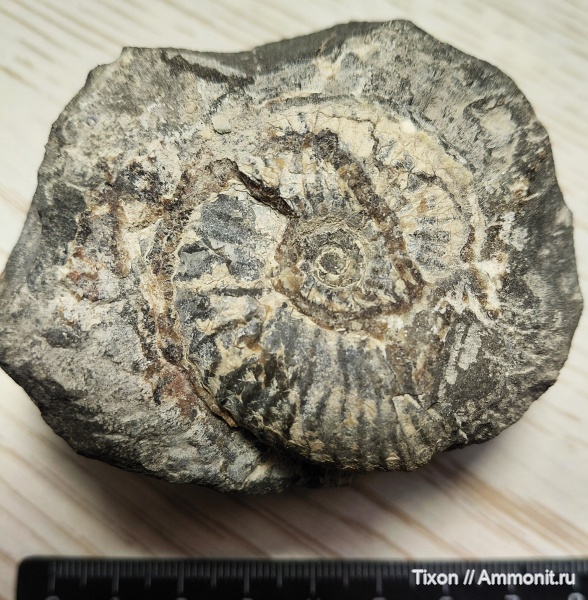 аммониты, Deshayesites, Геленджик