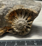 Отпечаток аммонита