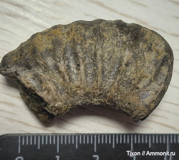 аммониты, Геленджик, Шебс