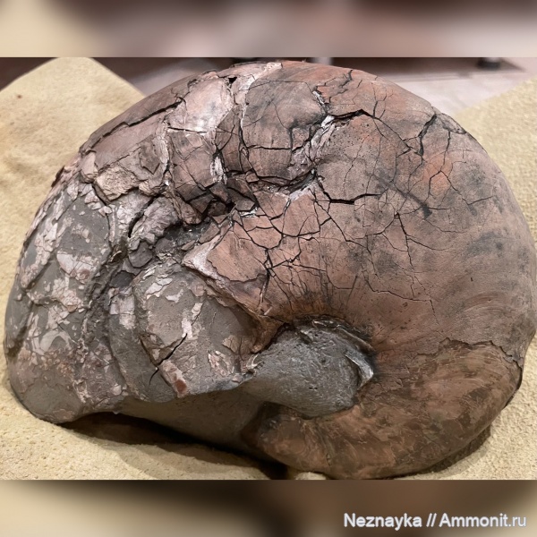 аммониты, наутилусы