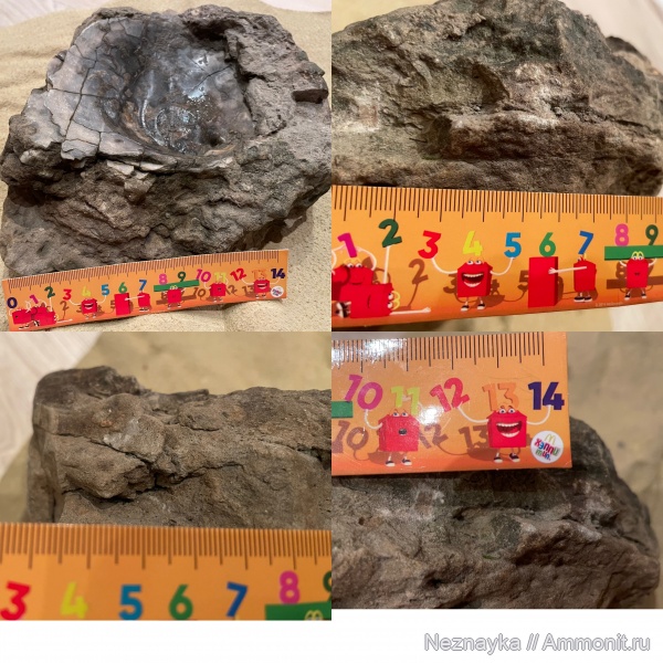 моллюски, раковины