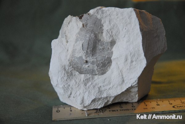 морские ежи