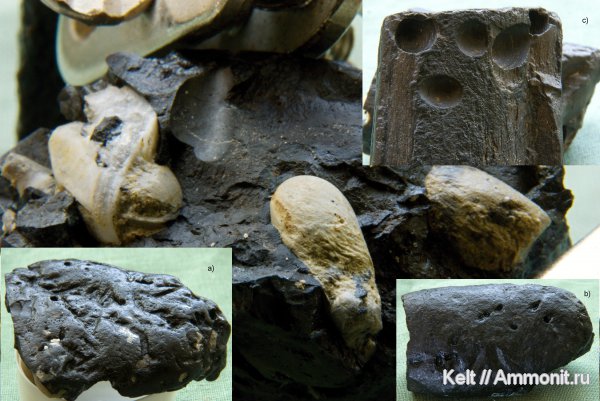 моллюски, двустворчатые моллюски, окаменевшее дерево, камнеточцы