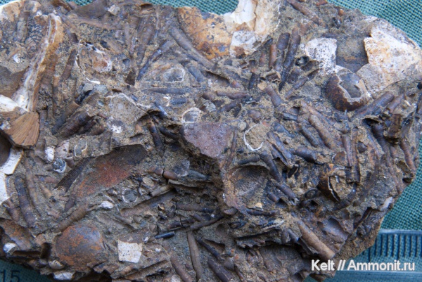 моллюски, лопатоногие моллюски, Dentalium