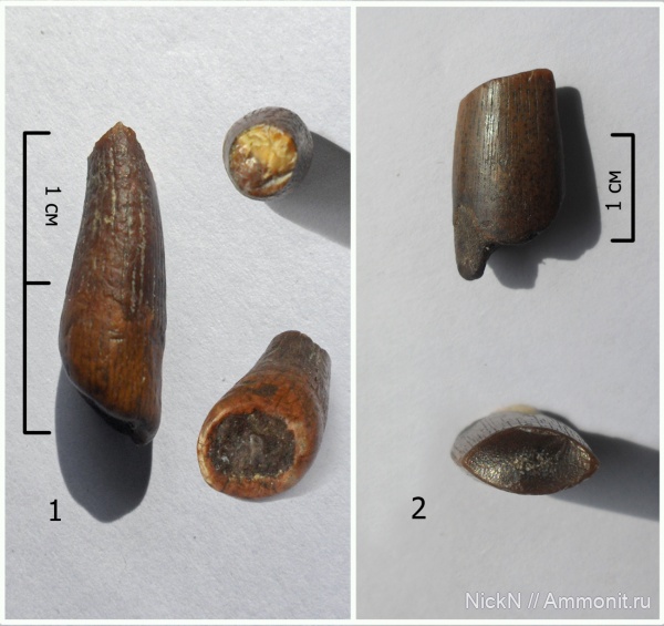 мел, рыбы, зубы, сеноман, Protosphyraena, Волгоград