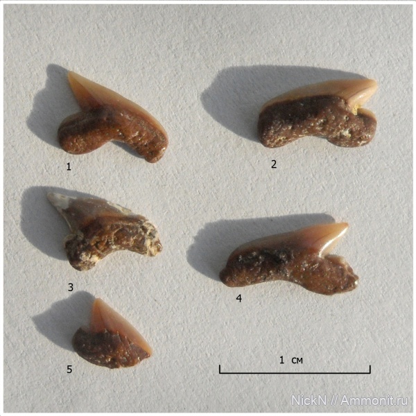 мел, акулы, Palaeoanacorax, сеноман, зубы акул, Волгоград