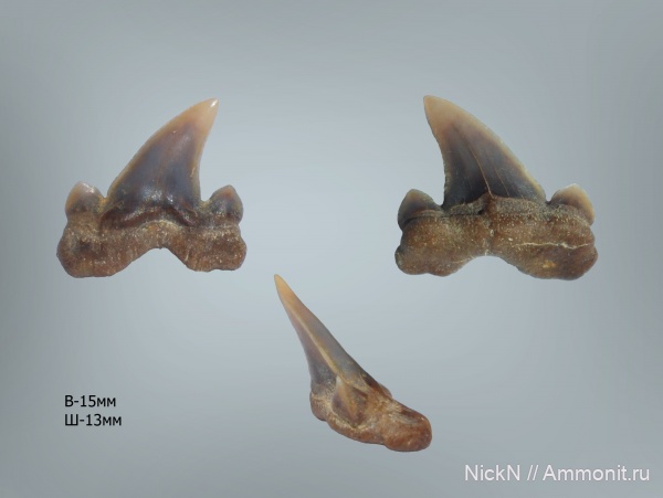 рыбы, Cretalamna, сеноман, зубы акул, Cretalamna appendiculata, Волгоградская обл