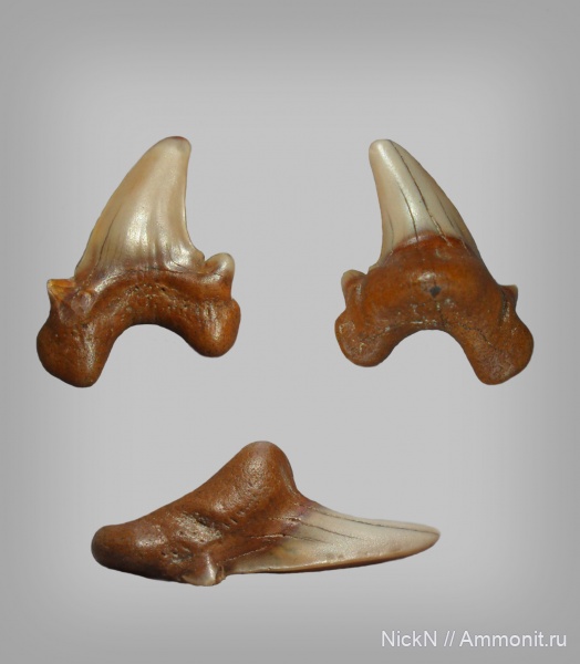 акулы, сеноман, зубы акул, Dwardius, Cenomanian