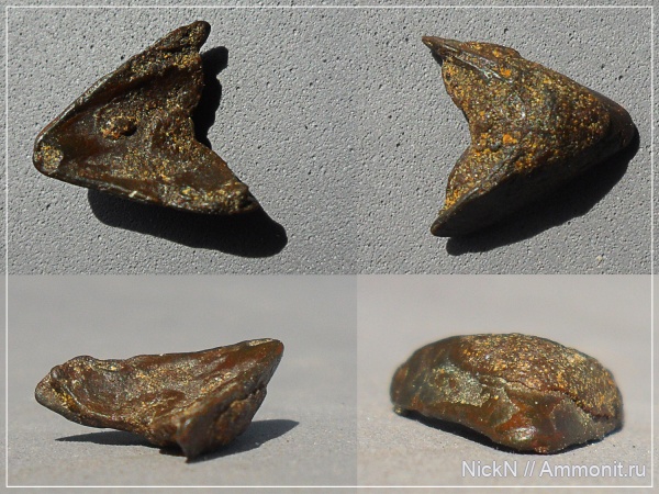 сеноман, челюсти, Coleoidea, cephalopod jaws, челюсти головоногих