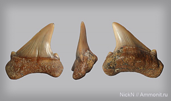зубы, сеноман, зубы акул, Cretoxyrhina
