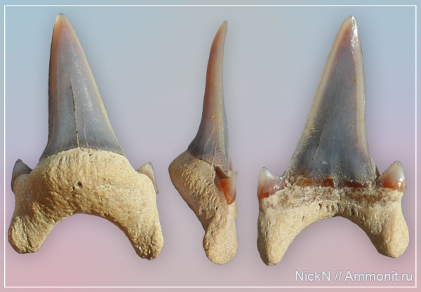 зубы, сеноман, зубы акул, Archaeolamna