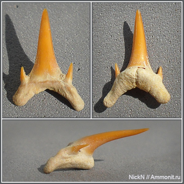 зубы, Eostriatolamia, сеноман, зубы акул