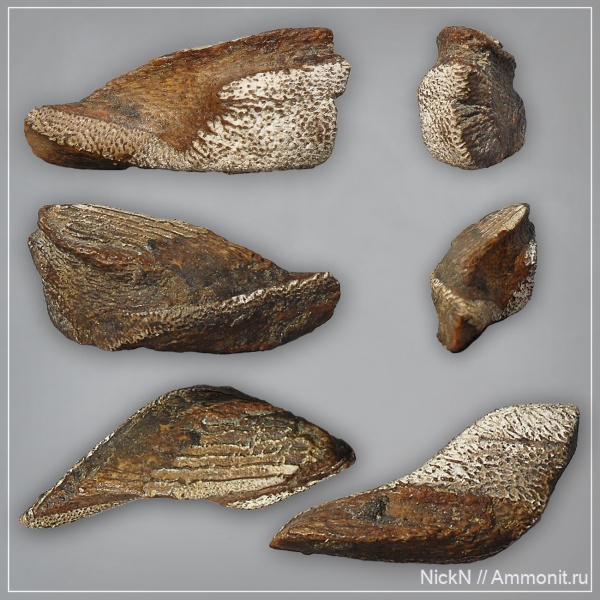 мел, химеры, сеноман, Волгоградская обл